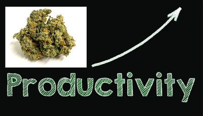 7 Best Strains to Help Improve Productivity
