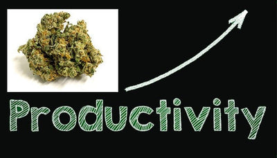 7 Best Strains to Help Improve Productivity