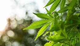 Legacy Strains