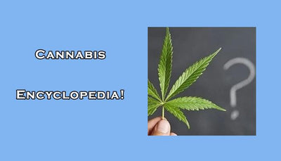 Check Out Our Cannabis Encyclopedia!