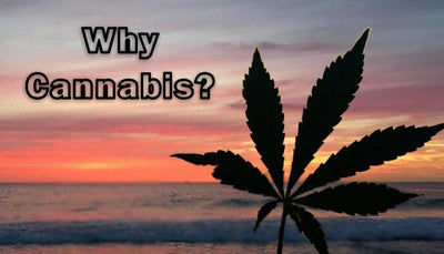 Top Reasons Why People Love Consuming Weed