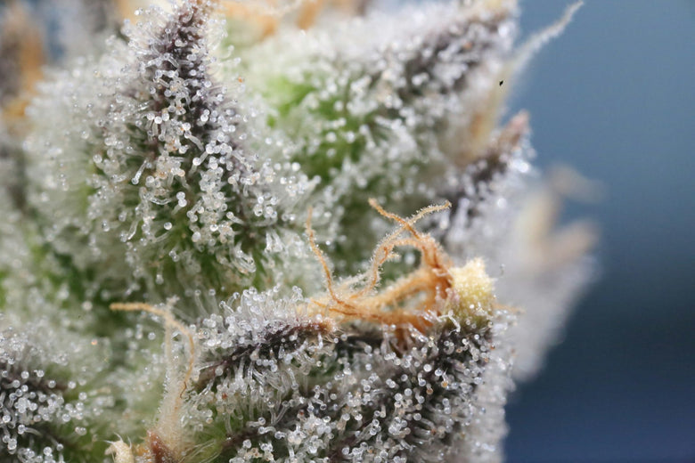 The Best Mint Weed Strains for a Chill Winter