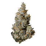 Dried Cannabis - MB - Tribal Triple Burger Flower - Format: - Tribal