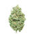 Dried Cannabis - MB - Tantalus Blue Dream Flower - Grams: - Tantalus
