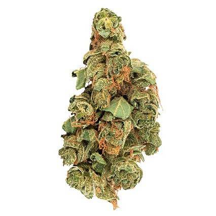Dried Cannabis - AB - Daily Special Sativa Flower - Grams: