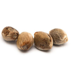 Cannabis Seeds - AB - Tweed Bakerstreet Seeds - Format: