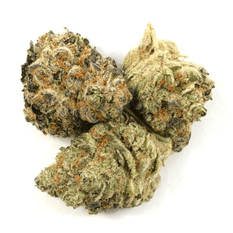 Dried Cannabis - MB - Highland Grow White Lightning Flower - Format: - Highland Grow