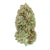 Dried Cannabis - SK - Highly Dutch Organic Amsterdam Sativa Flower - Format: - Highly Dutch Organic