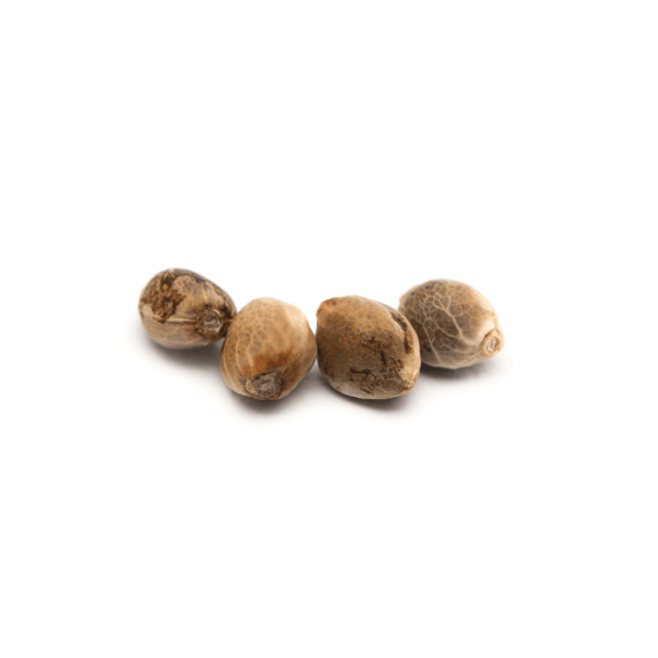 Cannabis Seeds - AB - Tweed Argyle Seeds - Format: - Tweed