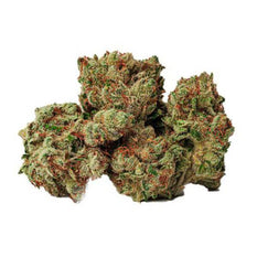 Dried Cannabis - MB - BOLD Zktlz Glue Flower - Format: - BOLD
