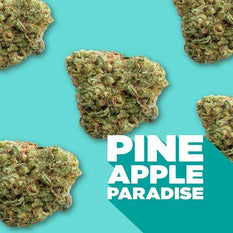 Dried Cannabis - SK - Spinach Pineapple Paradise Flower - Format: - Spinach