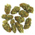 Dried Cannabis - SK - Stash City Sensi Star Flower - Format: - Stash City