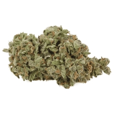 Dried Cannabis - MB - Back Forty Apple Fritter Flower - Format: - Back Forty