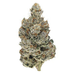 Dried Cannabis - MB - Broken Coast Quadra Headstash Flower - Grams: - Broken Coast