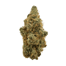 Dried Cannabis - SK - Ostara Dirty Taxi Flower - Format: - Ostara